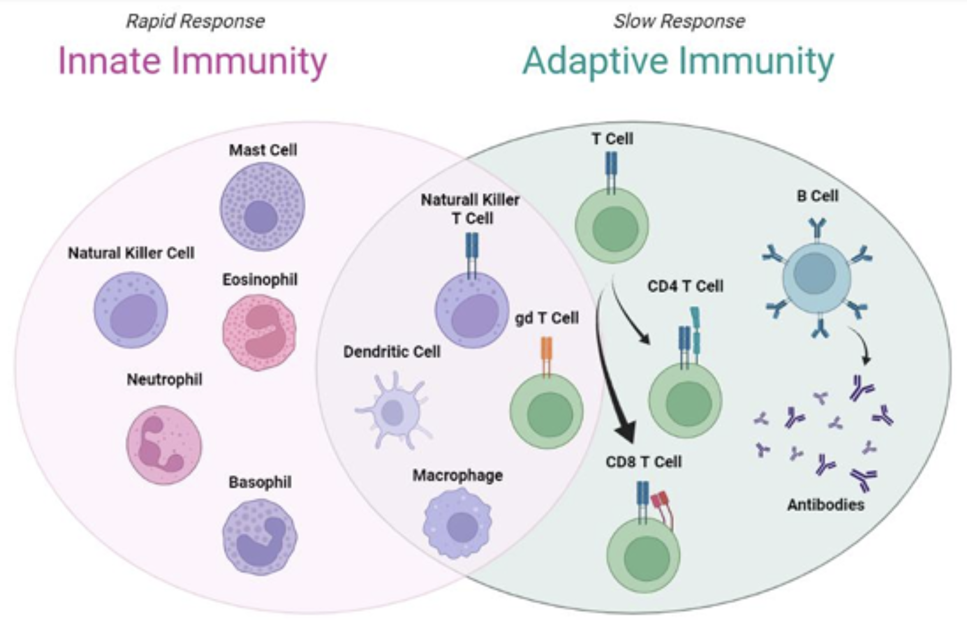 Immunity