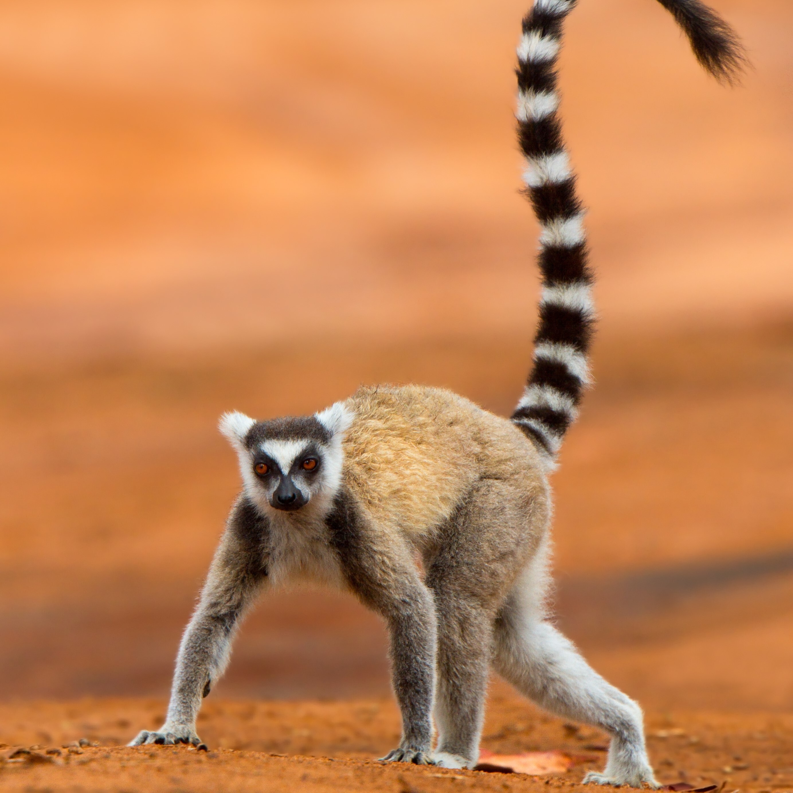 lemur-square.jpeg